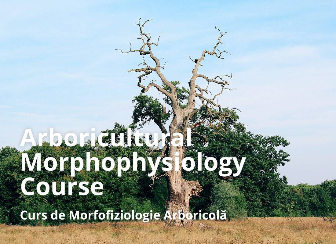 Arboricultural morphophysiology course